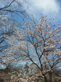 Low angle view of cherry blossom against sky