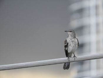 Low angle view of bird perching on cable