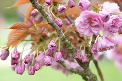 Close-up of pink flower