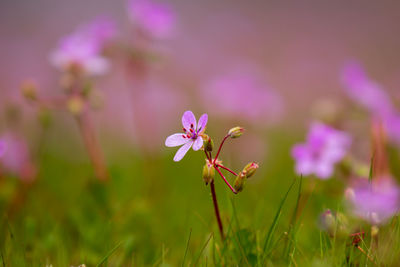 Close-up of pink flowering plant on field