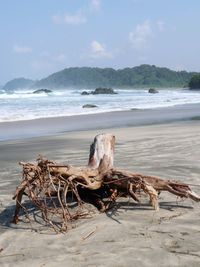 Driftwood on sand at beach against sky