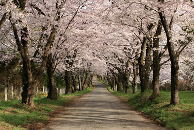 View of cherry blossom trees along road