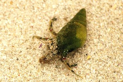 Close-up of insect on sand