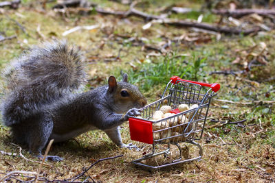 Grey squirrel with a shopping trolley full of peanuts in a woodland setting