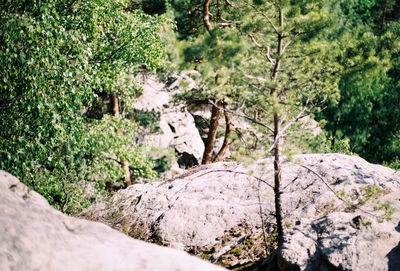 Close-up of horse on rock