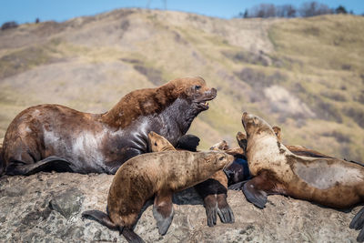 Group of sea lions on rock at sea