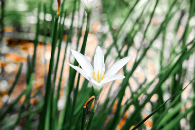 Close-up of white crocus flower