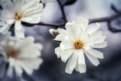 Close-up of white cherry blossom