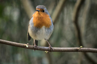 Close-up of bird perching outdoors