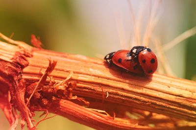 Close-up of ladybug on plant