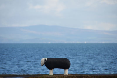 Close-up of horse by sea against sky