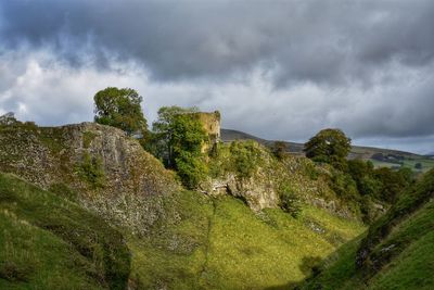 Plants growing on land against sky