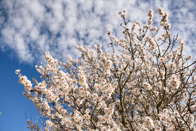 Low angle view of cherry blossom tree against sky