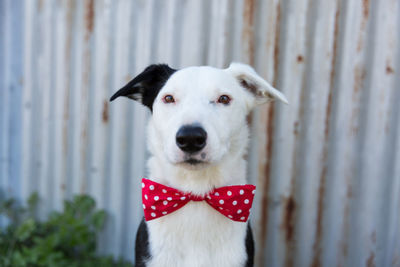 Close-up portrait of dog