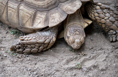 Close up of a big tortoise