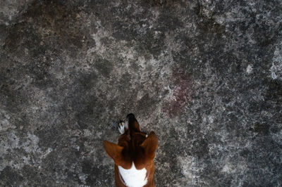 Rear view of woman wearing hat