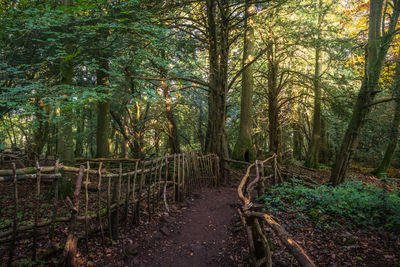 Walkway amidst trees in forest