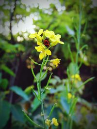 Close-up of yellow flowers blooming outdoors