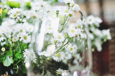 Close-up of white flowers seen through drinking glass