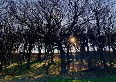 Sunlight streaming through trees on field