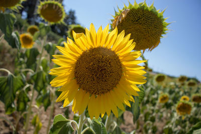 Close-up of sunflower