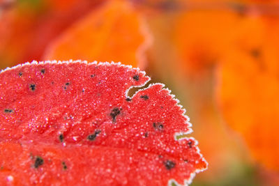 Beautiful red aronia leaves with a frosty edge. morning scenery in the garden. 