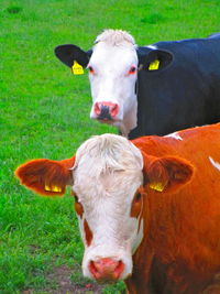 Portrait of cow on field