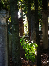 Close-up of plants against trees