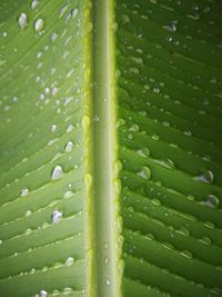 Full frame shot of wet leaf