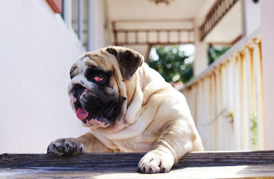 Dog looking away while sitting on wood