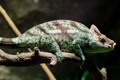 Close-up of chameleon on branch in forest