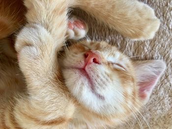 10 week old ginger tabby cat kitten