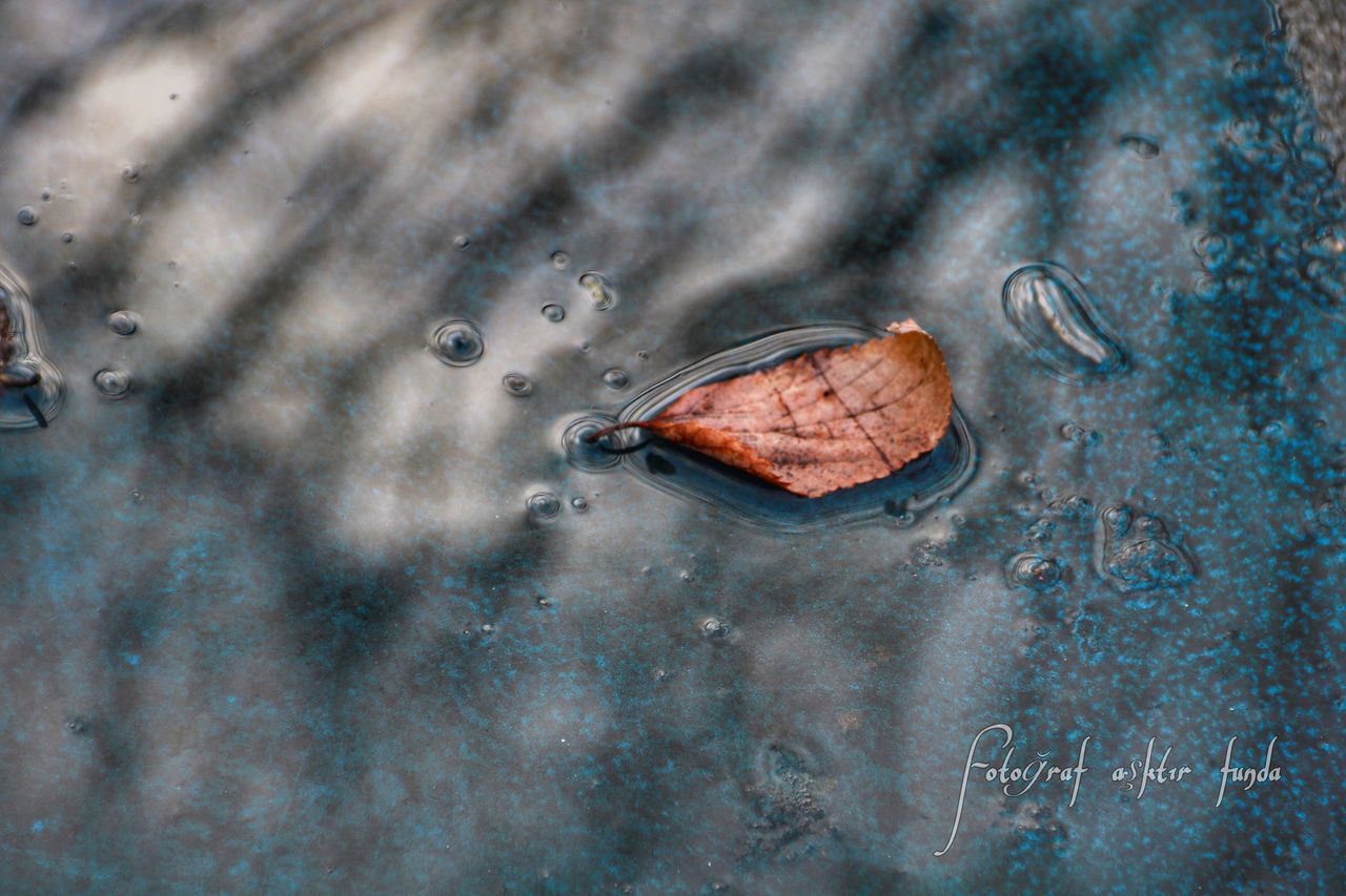 HIGH ANGLE VIEW OF LEAF ON WATER