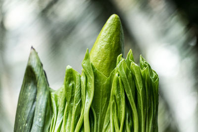 Close-up of fresh green plant