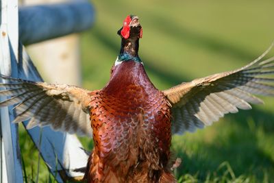 Pheasant flapping wings on field