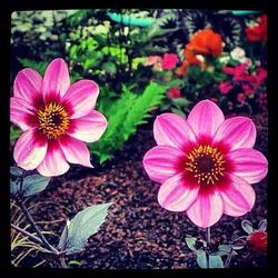 Close-up of pink flower