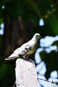 Close-up of bird perching on tree