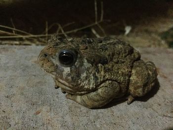 Close-up of frog