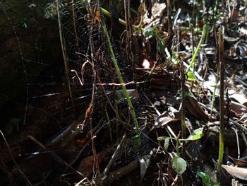 Close-up of spider web on plants in forest