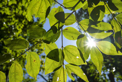 Low angle view of leaves on sunny day