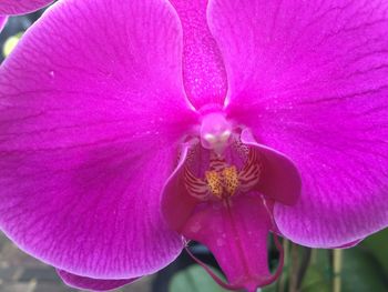 Close-up of pink flower blooming outdoors