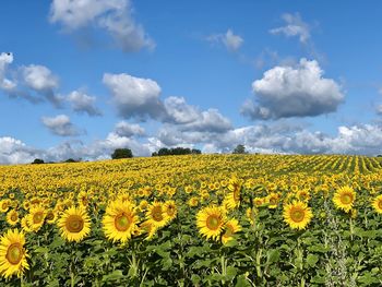 Scenic view of sunflower field against cloudy sky