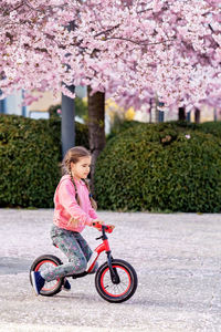 Happy girl riding balance bike in bloomimg spring sakura park. child healthy lifestyle and leisure 