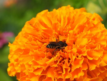 Close-up of bee pollinating on yellow flower