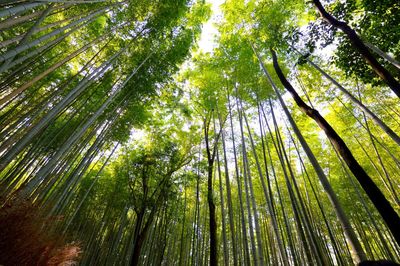 Low angle view of bamboo trees in forest