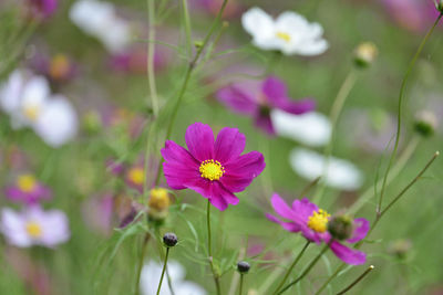 Close-up of pink cosmos flowers on field