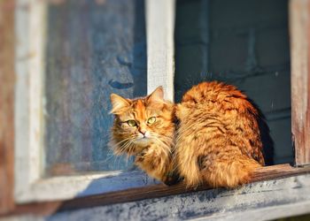 Low angle portrait of brown cat sitting on window