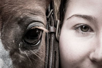 Close-up portrait of horse