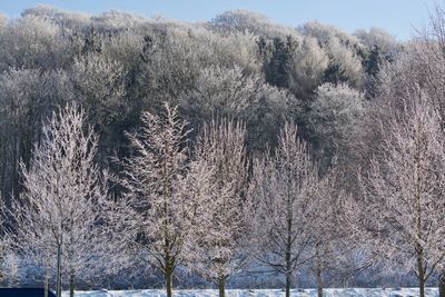 Frozen trees on snow covered land