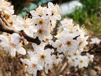 Close-up of white cherry blossoms in spring